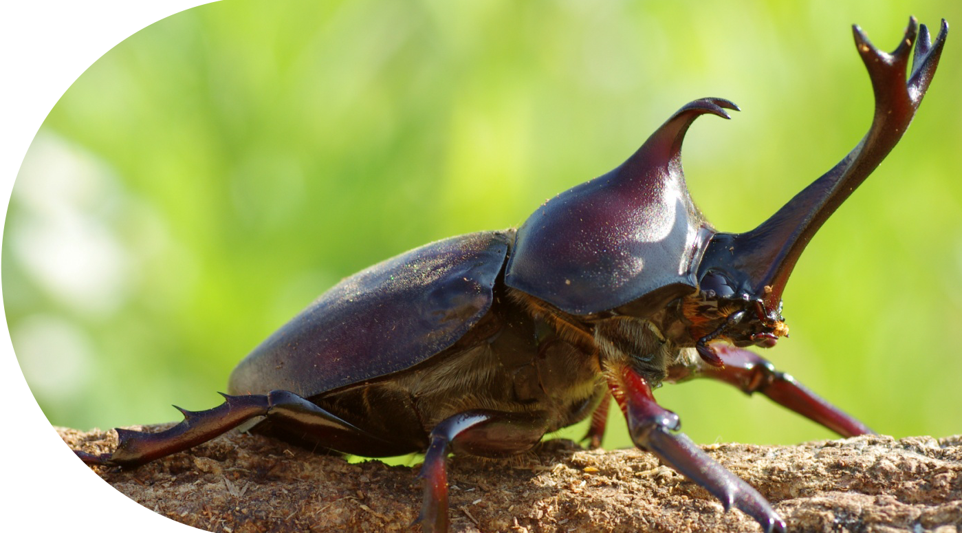 カブトムシ